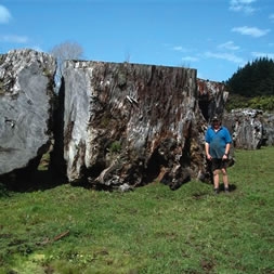 Large Ancient Kauri stumps