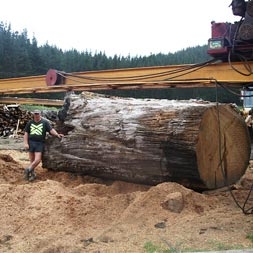 Kauri Timber