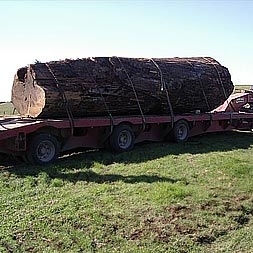 Kauri Timber