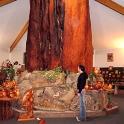 Nelson's Kaihu Kauri Gallery is supported by a 30 ton Ancient Kauri log centre piece
