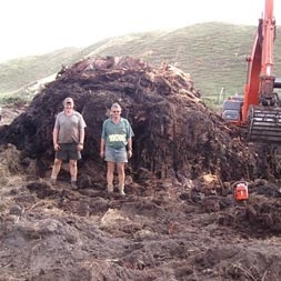 Kauri Timber