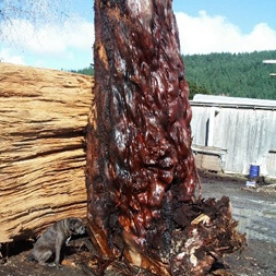 6 ton Ancient Kauri Burr