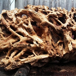 Ancient Kauri root system