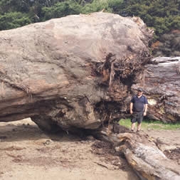 55 ton Ancient Kauri stump log