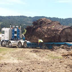 55 ton Ancient Kauri stump log